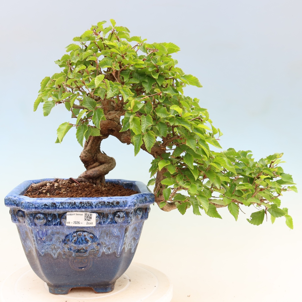 Kültéri bonsai -Carpinus Coreana - Koreai gyertyánfa