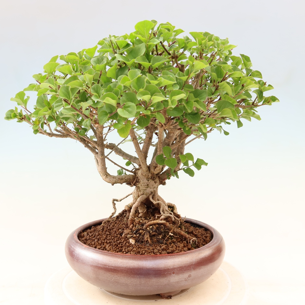 Kültéri bonsai - Syringa microphylla - kisvirágú lila
