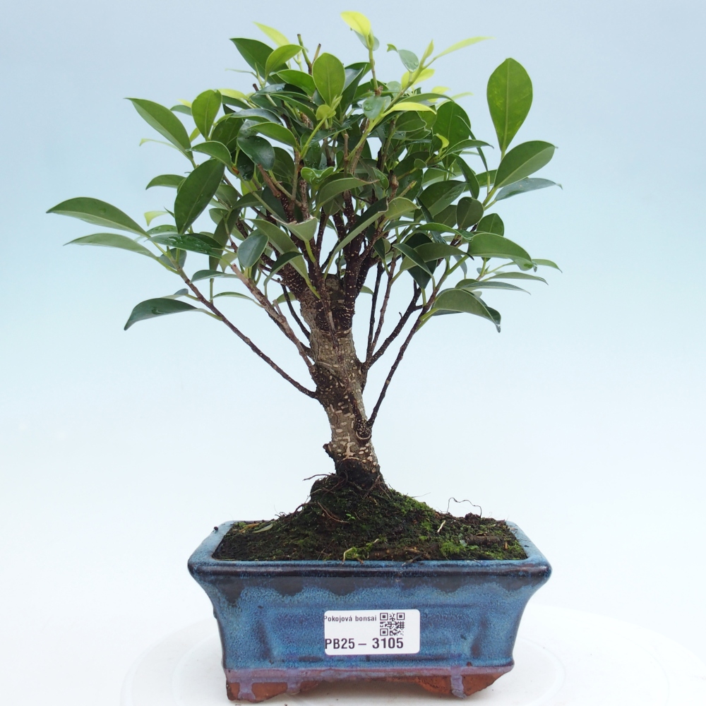 Szobai bonsai - Ficus retusa - kislevelű fikusz