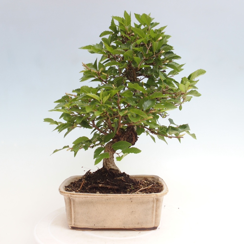 Kültéri bonsai -Carpinus CARPINOIDES - Koreai gyertyánfa