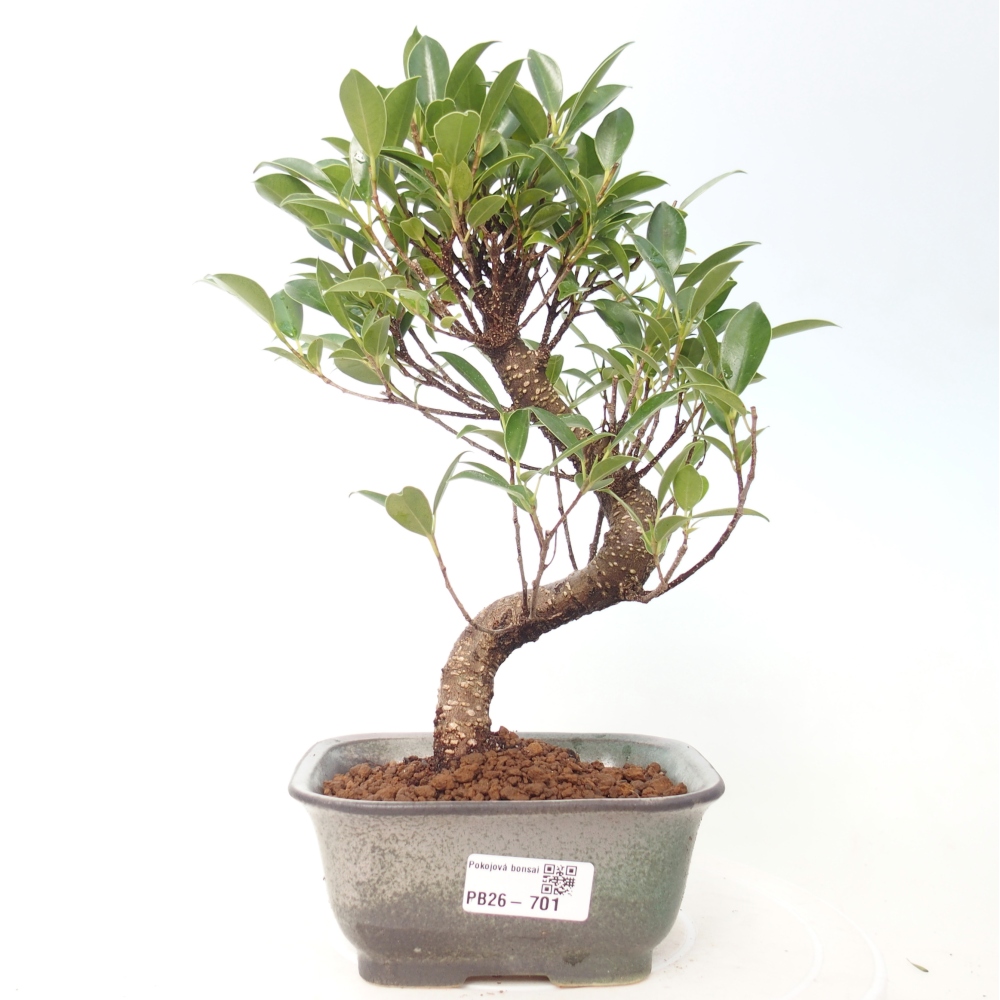 Szobai bonsai - Ficus retusa - kislevelű fikusz