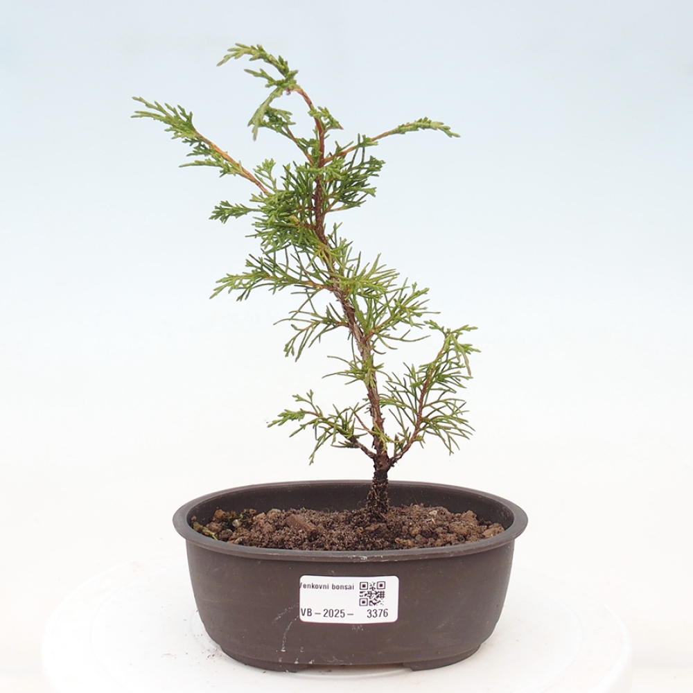 Kültéri bonsai - Juniperus chinensis Itoigawa