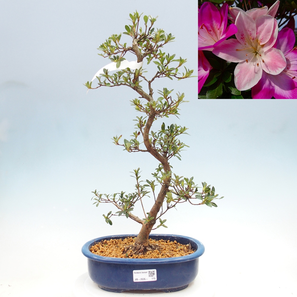 Kültéri bonsai - Japán azálea - Azalea MURASAKI