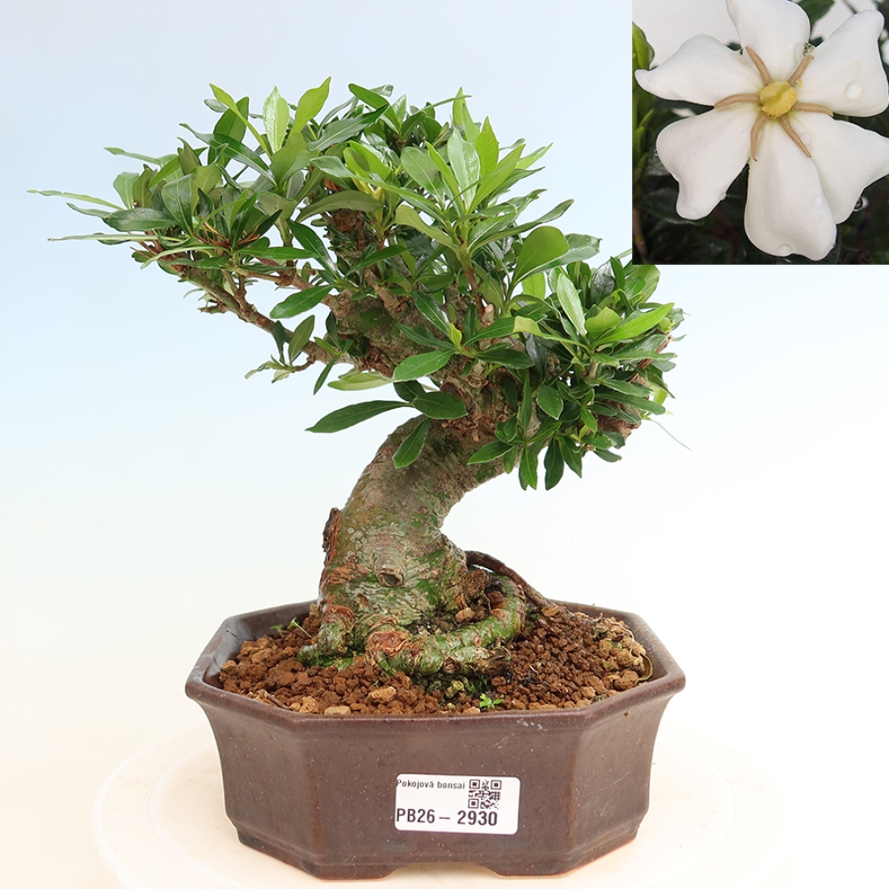 Szobai bonsai - Gardenia jasminoides-Gardenia