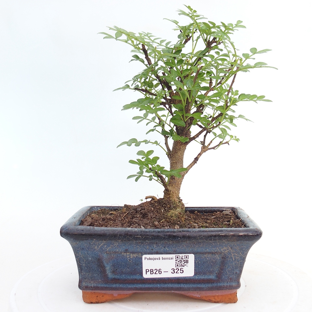 Szobai bonsai - Zantoxylum piperitum - borsfa