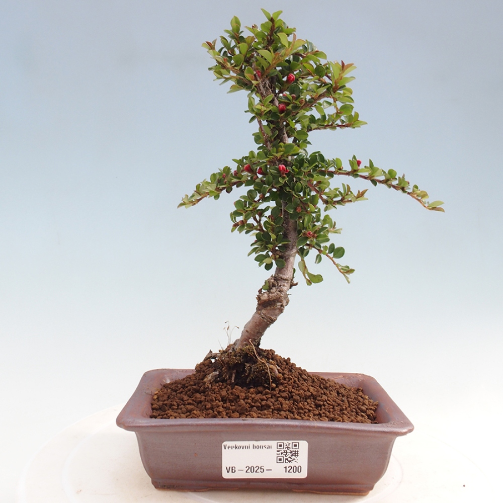 Kültéri bonsai - Cotoneaster horizontalis - Rocky Mountain