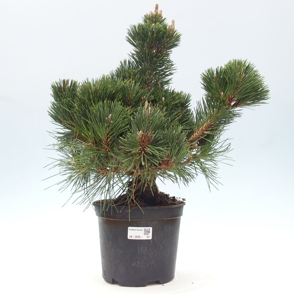 Kültéri bonsai - Pinus thunbergii senjyumaru - Thunberg fenyő