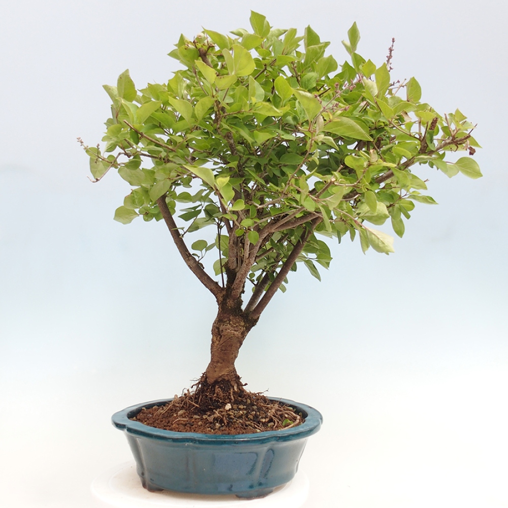 Kültéri bonsai - Syringa Meyeri Palibin - Meyer's Lilac