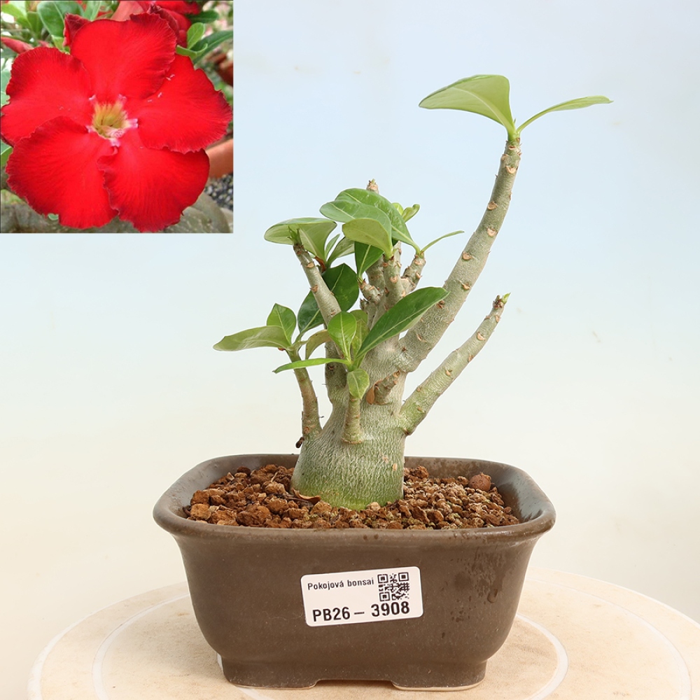 Szobabonsai – Adenium obesum Red Star – Sivatagi rózsa