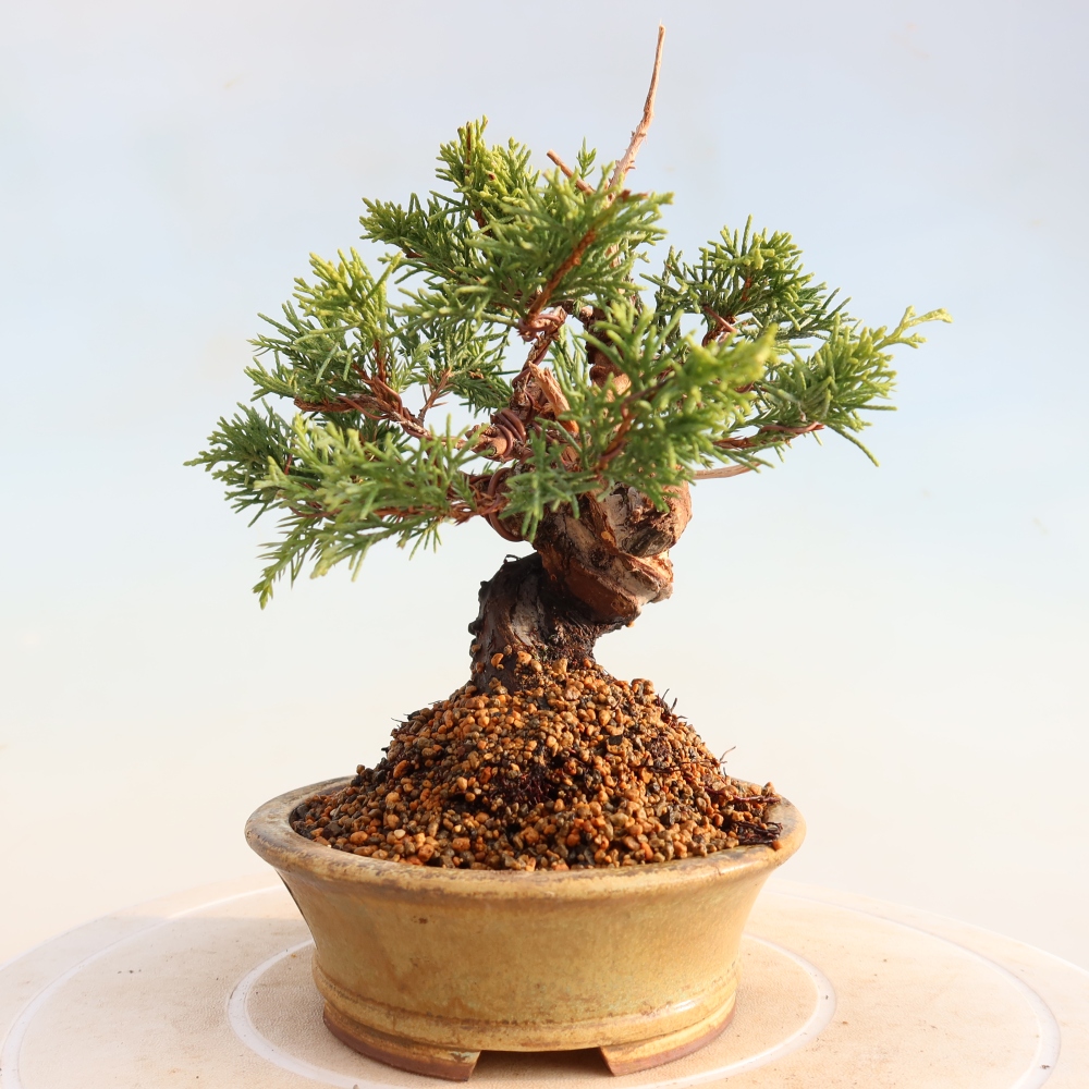 Kültéri bonsai - Juniperus chinensis Itoigawa