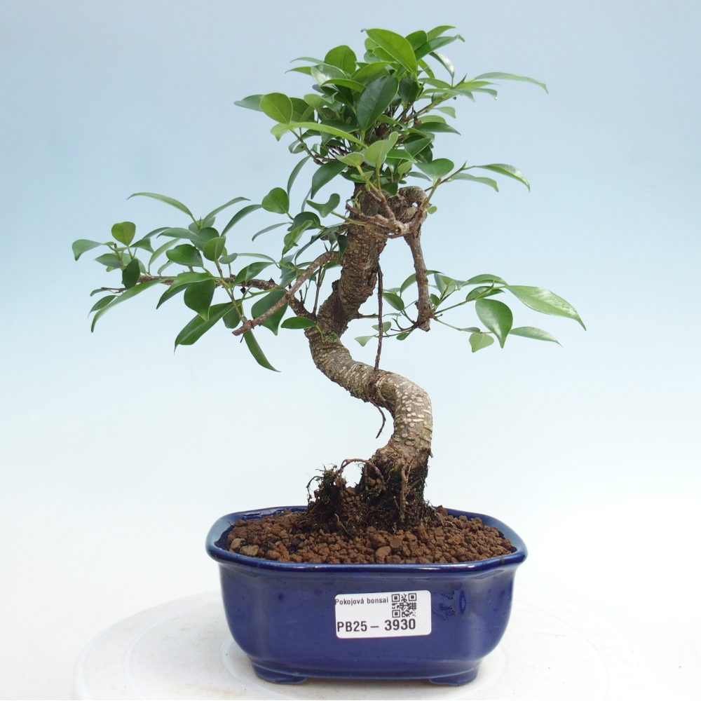 Szobai bonsai - Ficus retusa - kislevelű fikusz
