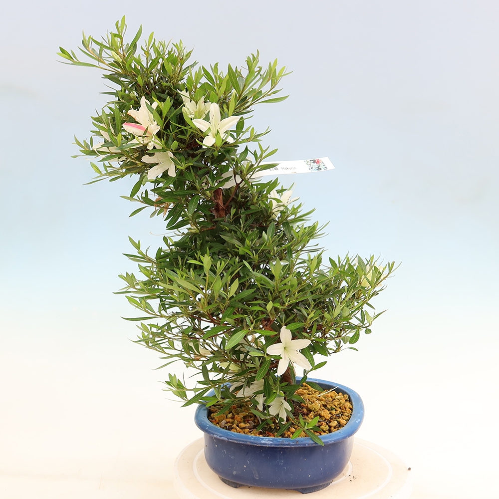Kültéri bonsai - Japán azálea - Azalea Hakurin