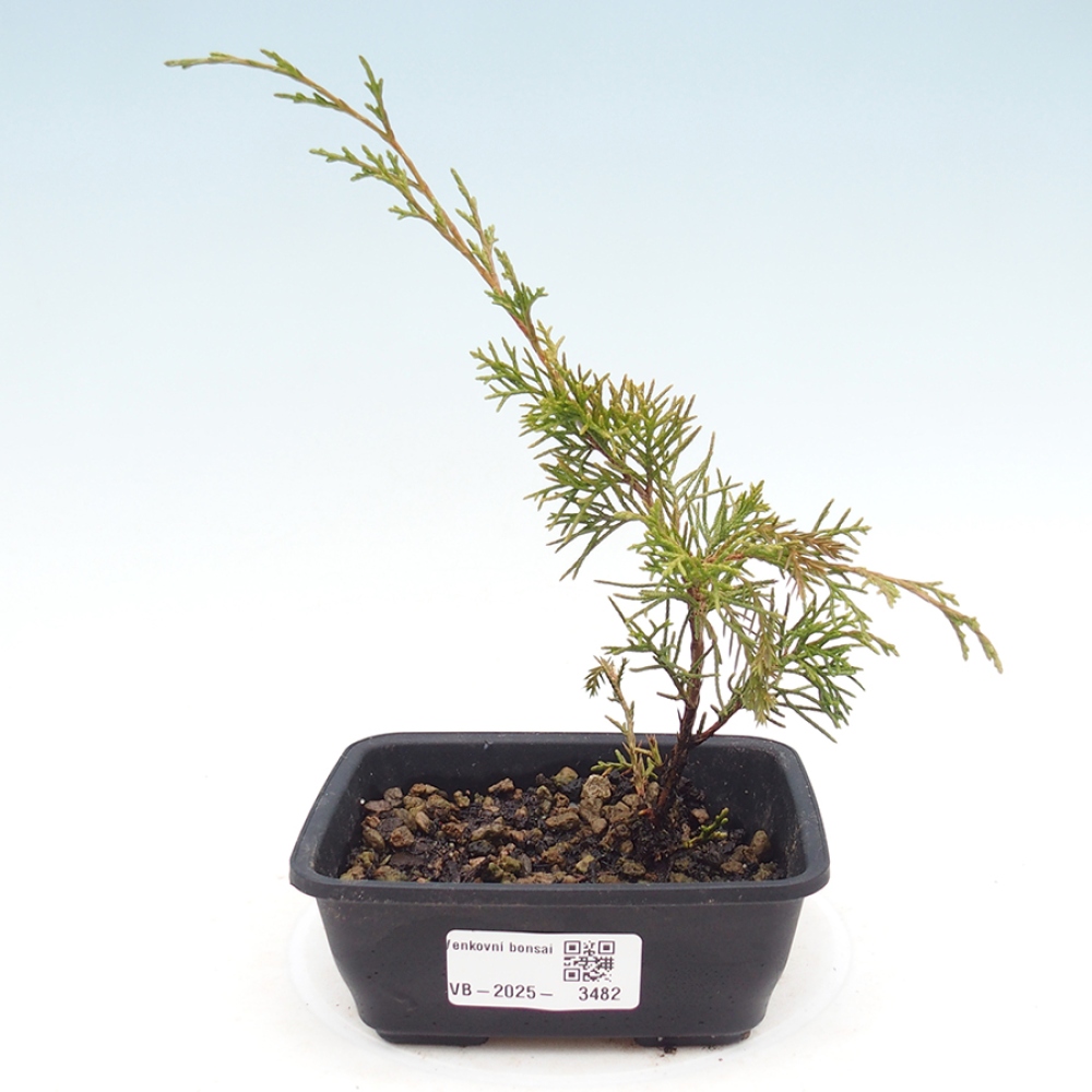 Kültéri bonsai - Juniperus chinensis Itoigawa