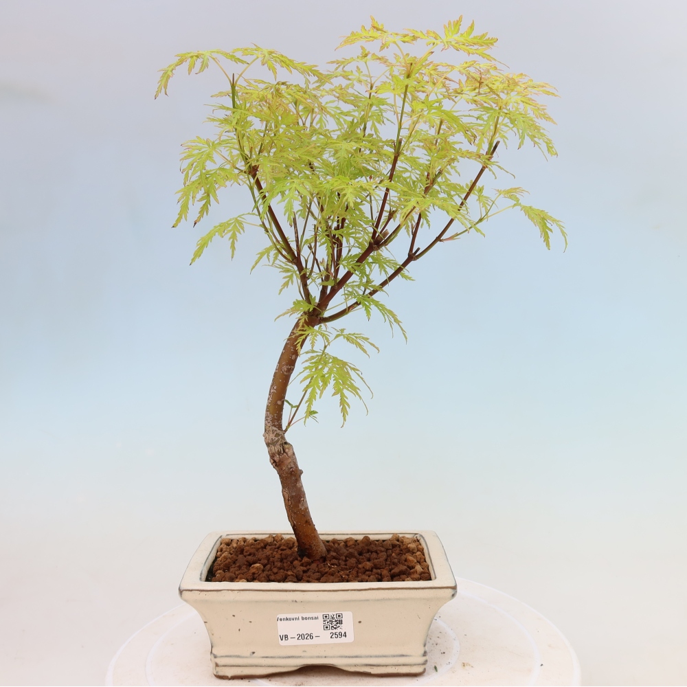 Kültéri bonsai - Acer palmatum Dissectum