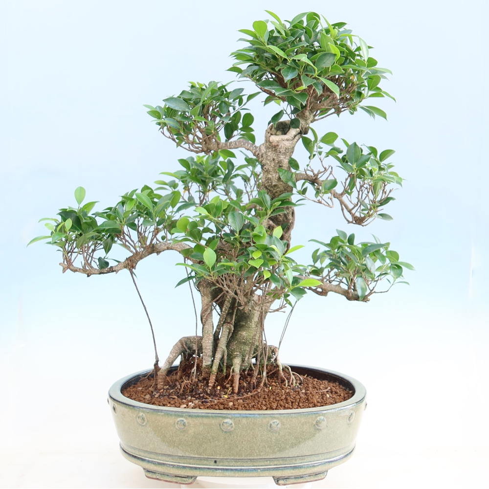 Szobai bonsai - Ficus kimmen - kislevelű fikusz