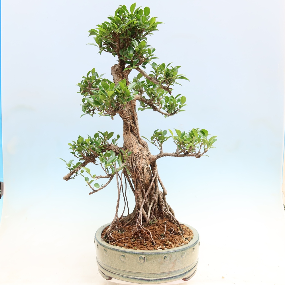 Szobai bonsai - Ficus kimmen - kislevelű fikusz