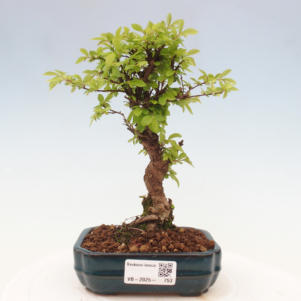 Kültéri bonsai - Zelkova - Zelkova NIRE