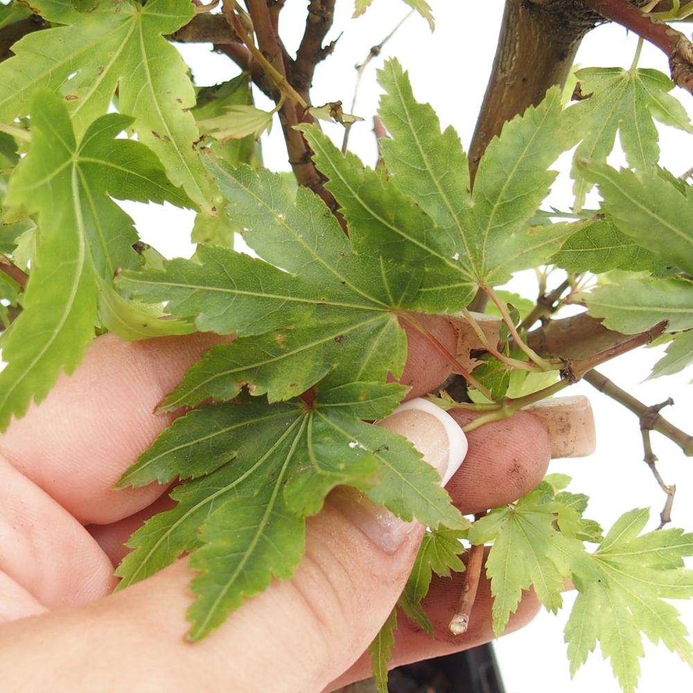 Kültéri bonsai - Acer palmatum Dr Tilt konténerben