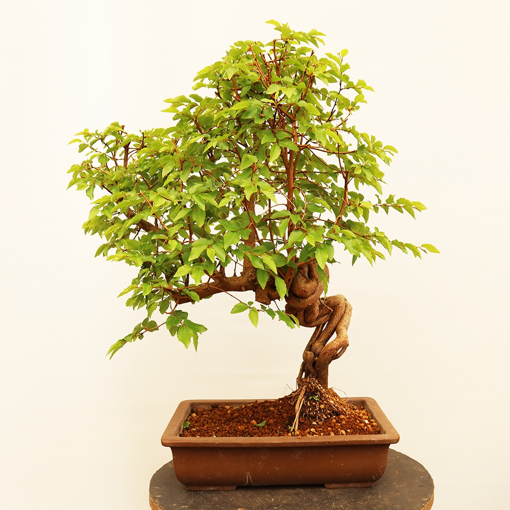 Kültéri bonsai -Carpinus Coreana - Koreai gyertyánfa