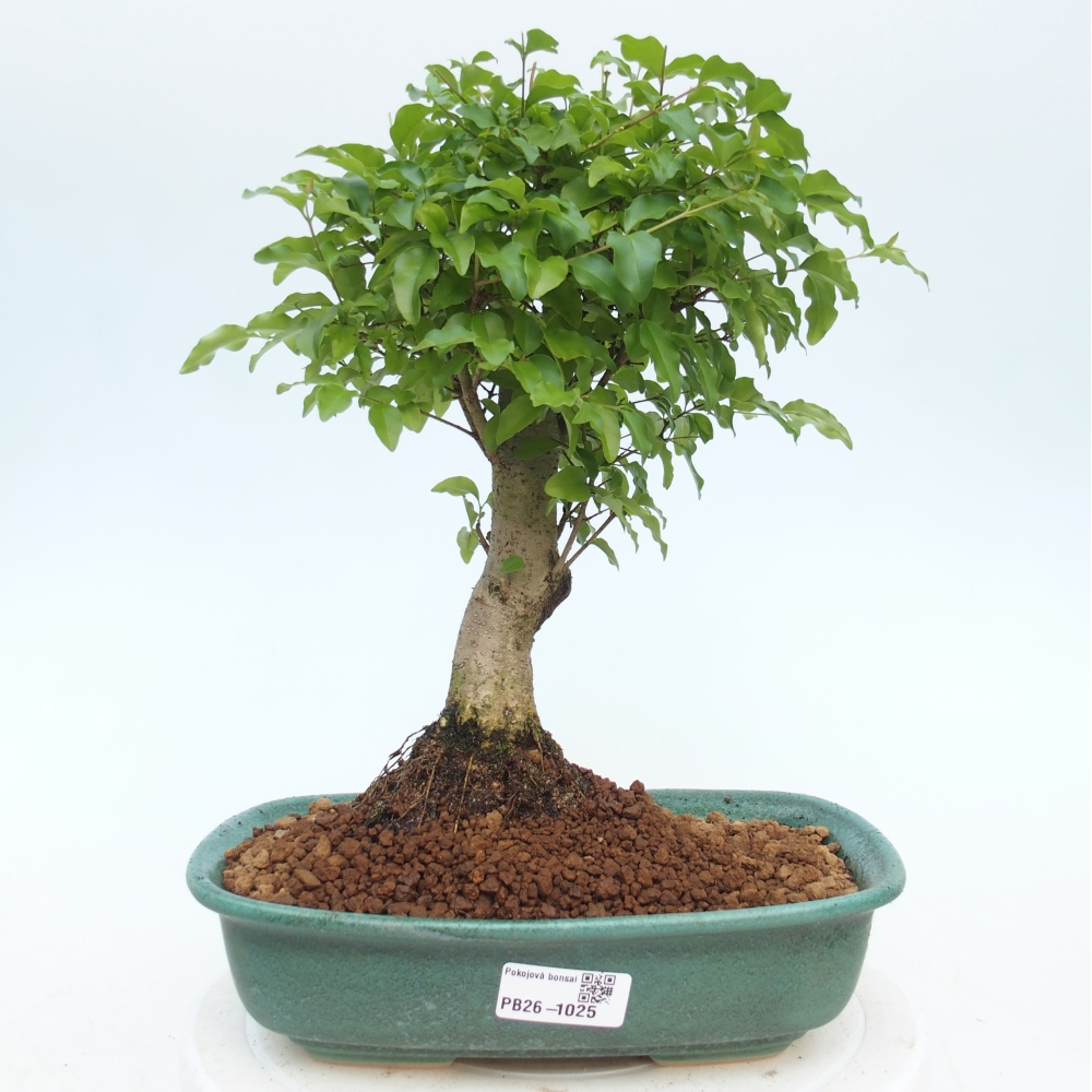 Szobai bonsai -Ligustrum chinensis - Madárcsőr