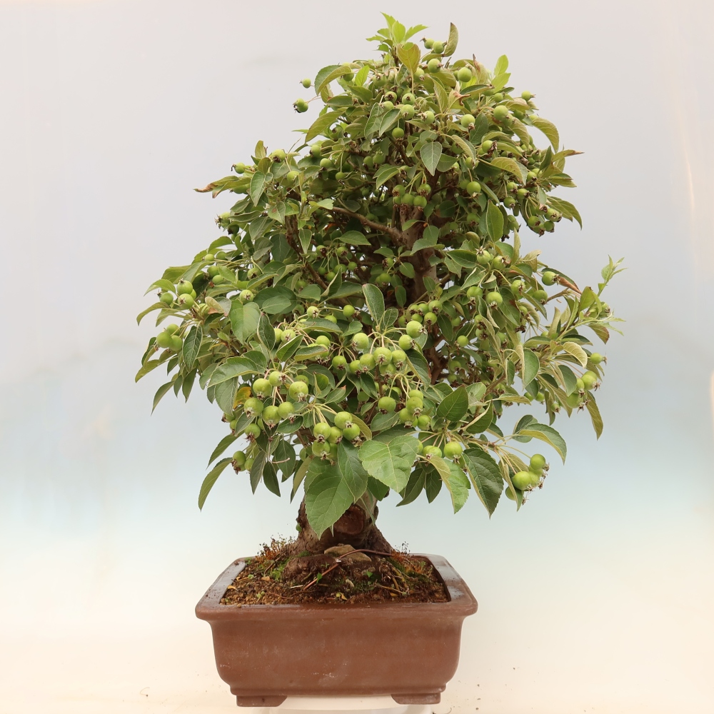 Kültéri bonsai -Malus halliana - Kis gyümölcsű almafa