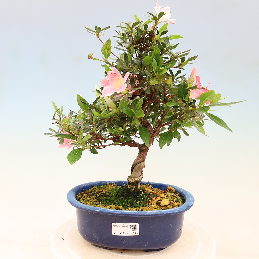 Kültéri bonsai - Japán azálea - Azalea Senhime