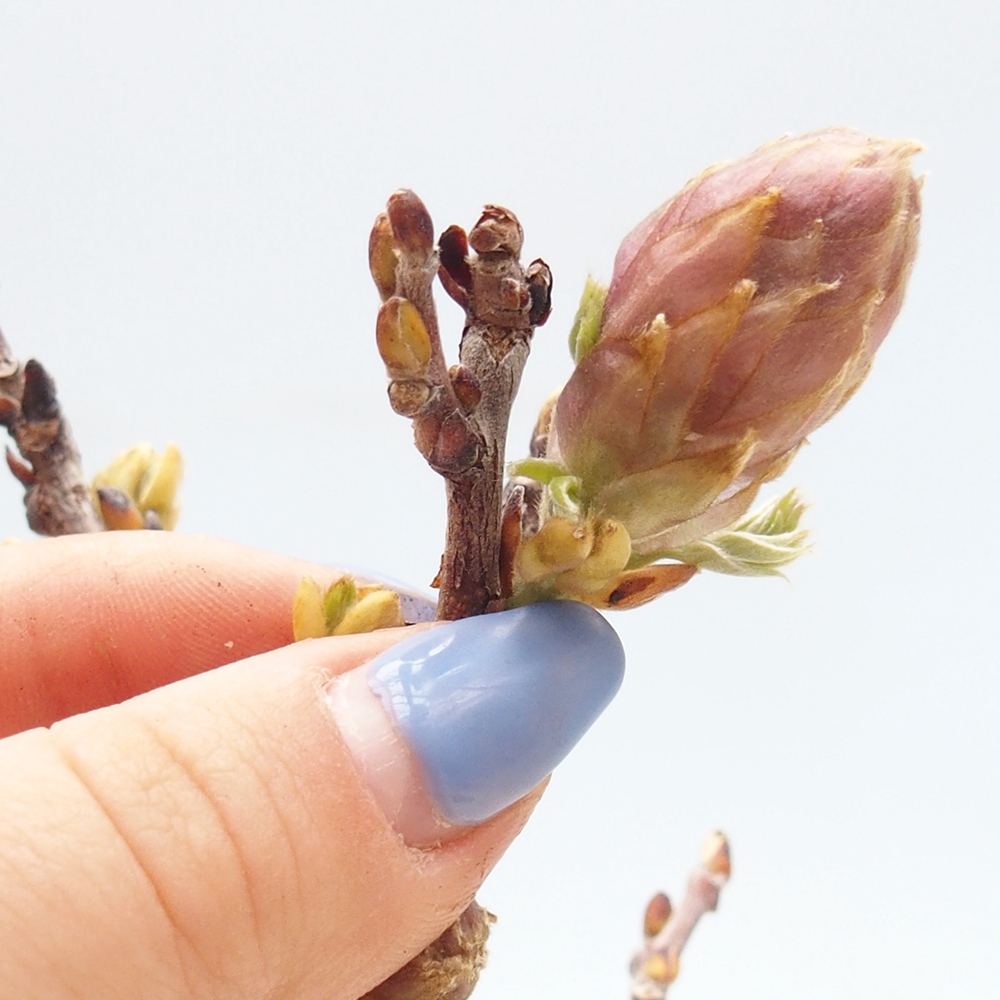 Kültéri bonsai - Wisteria floribunda