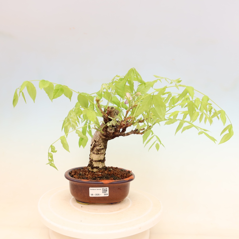 Kültéri bonsai - Wisteria floribunda
