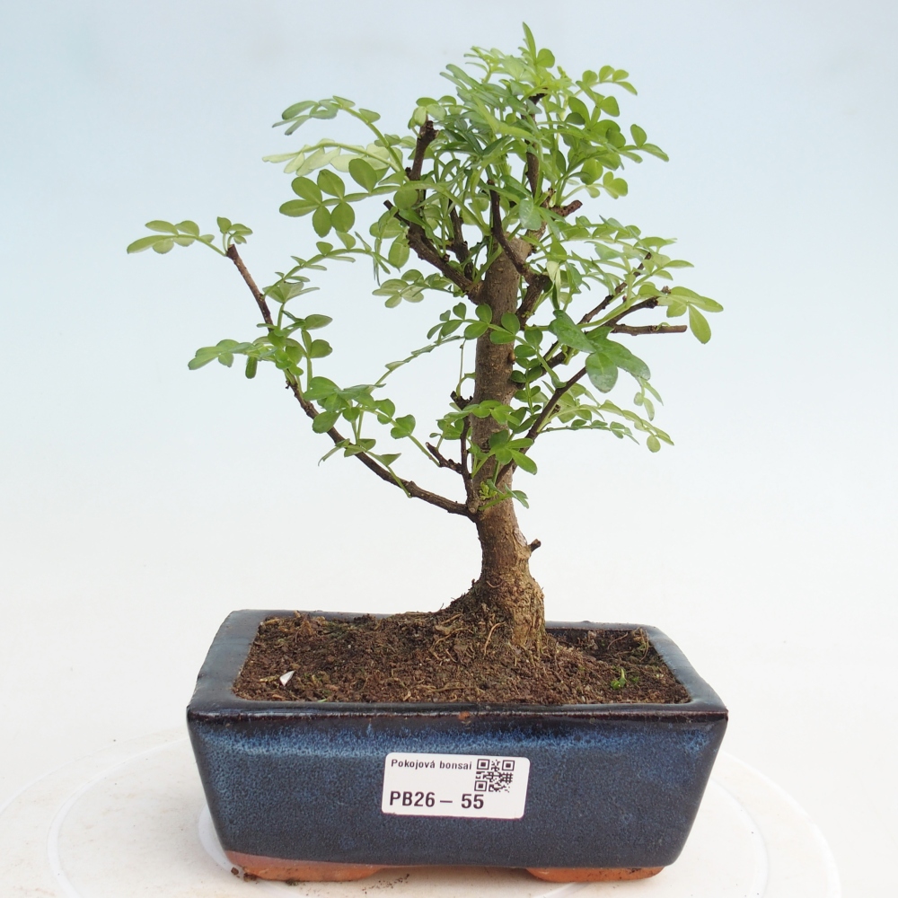 Szobai bonsai - Zantoxylum piperitum - borsfa