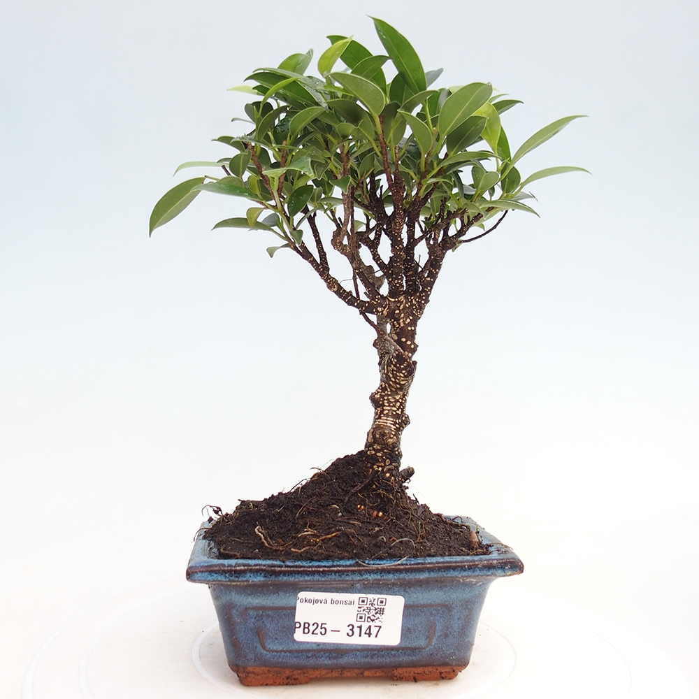 Szoba bonsai Ficus retusa kimmen