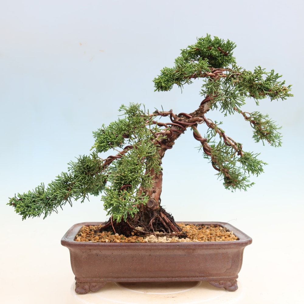 Kültéri bonsai - Juniperus chinensis Kishu