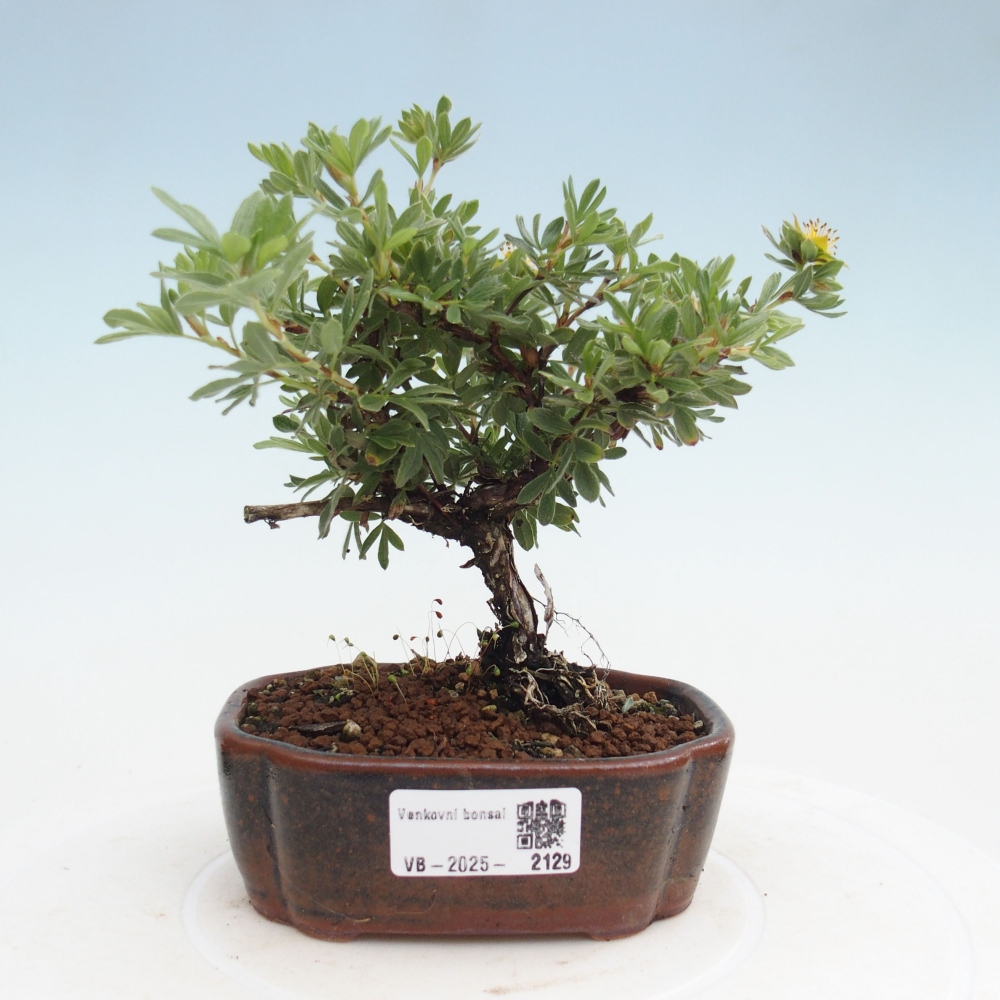 Kültéri bonsai - Potentila fruticosa sárga Bird
