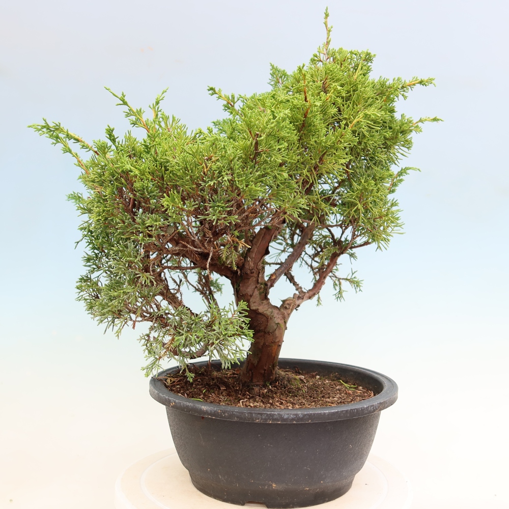 Kültéri bonsai - Juniperus chinensis Itoigawa-Juniperus chinensis