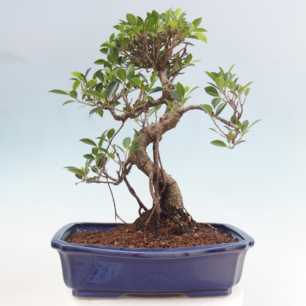 Szobai bonsai - Ficus kimmen - kislevelű fikusz