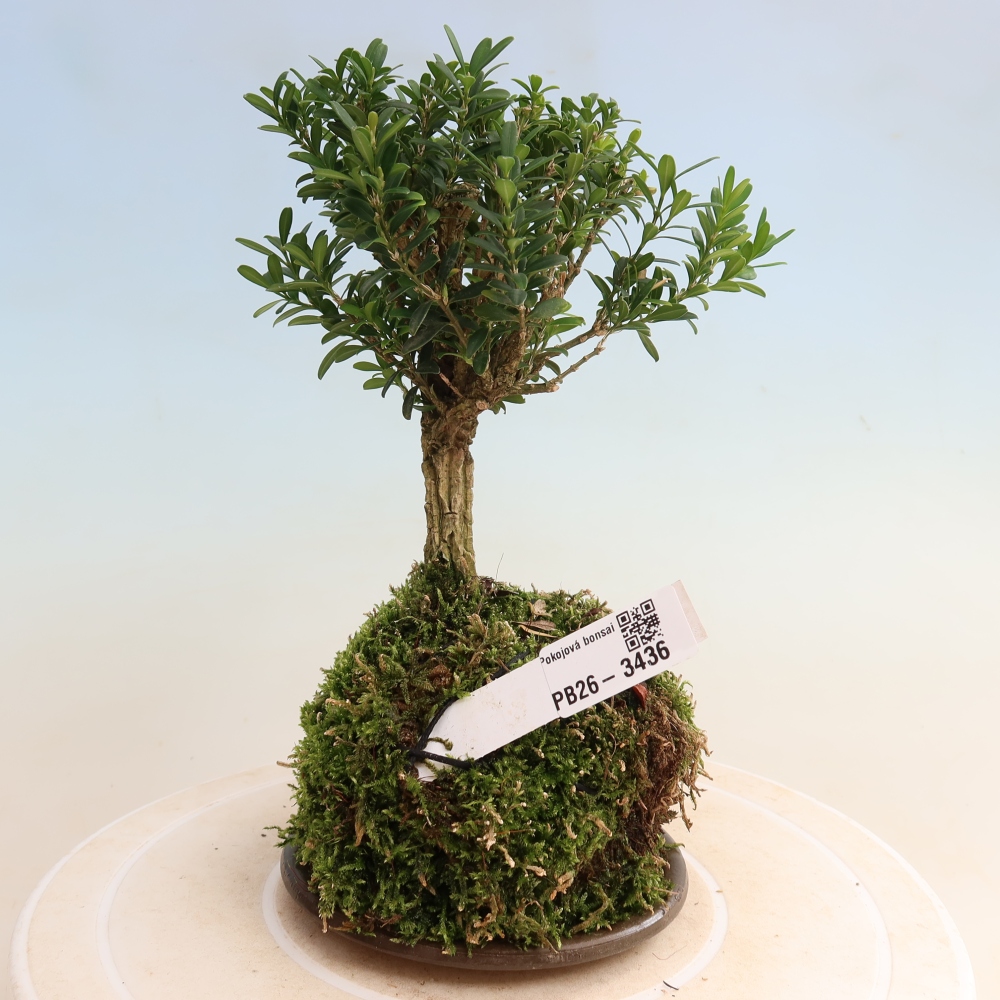 Kokedama alátéttel – Buxus harlandii – parafa buxus  
