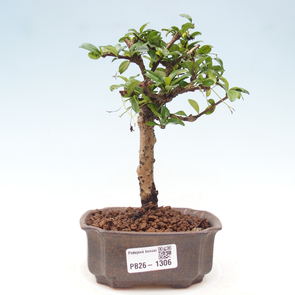 Szobai bonsai - Carmona macrophylla - Tea fuki
