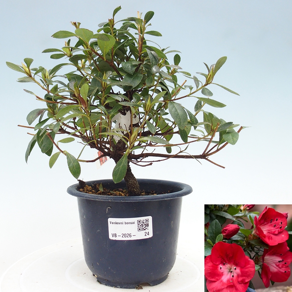 Kültéri bonsai - Japán azálea - Azalea Benibeni