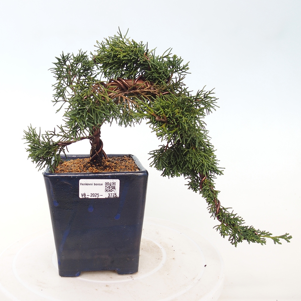 Kültéri bonsai - Juniperus chinensis Kishu