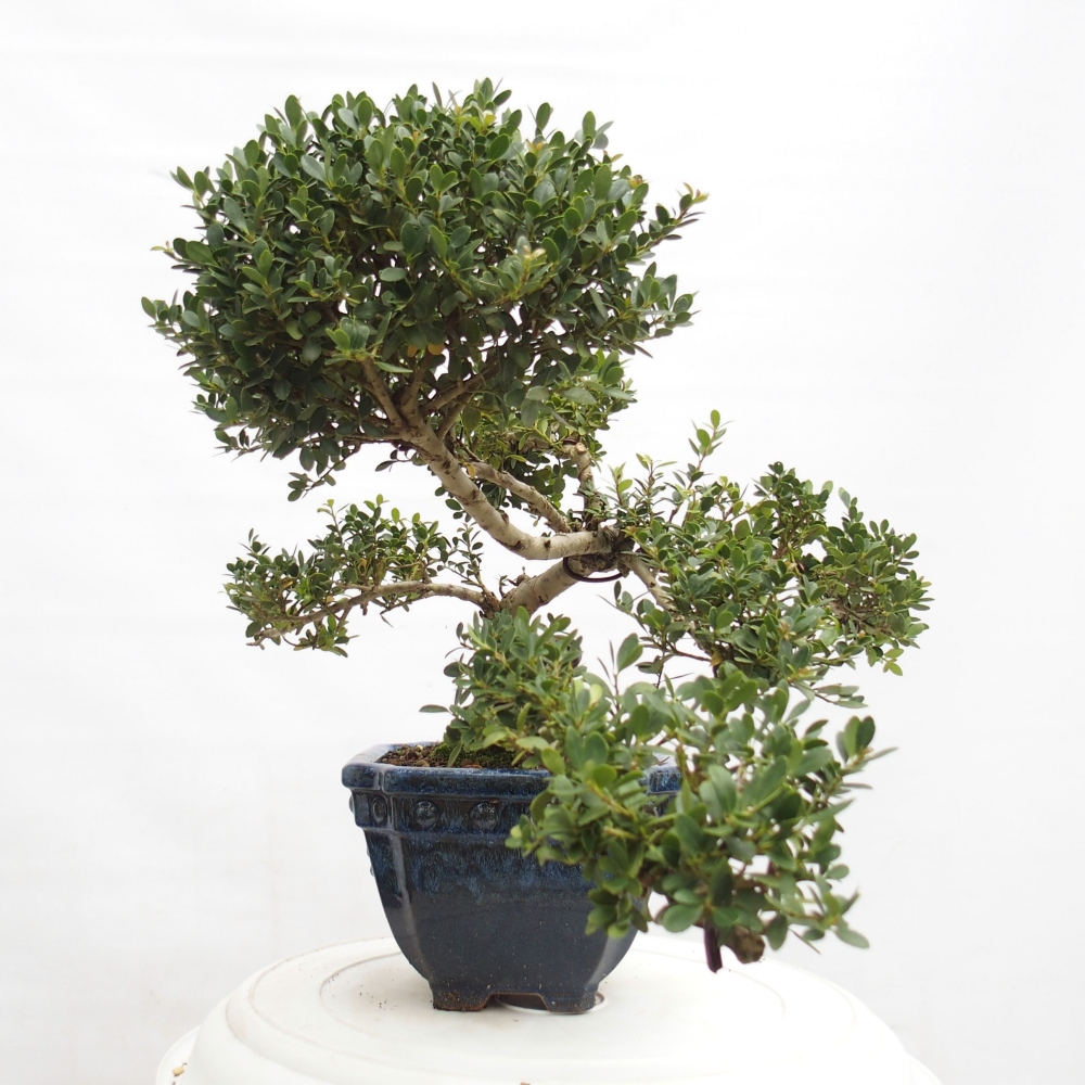 Szobai bonsai - Ilex crenata - Holly