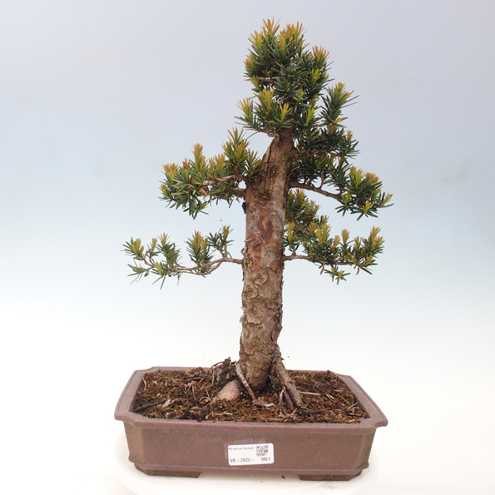 Kültéri bonsai - Taxus cuspidata - japán tiszafa