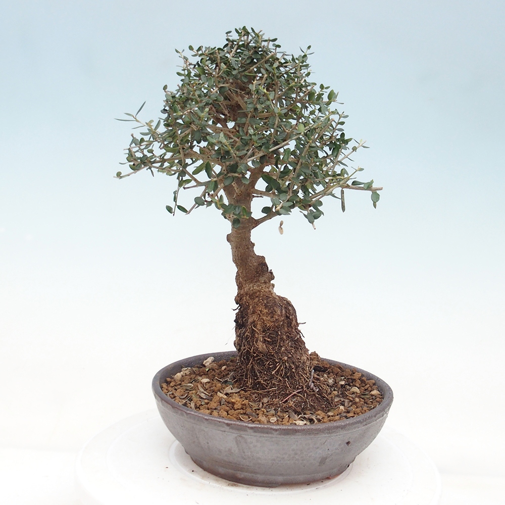Beltéri bonsai - Olea europaea sylvestris