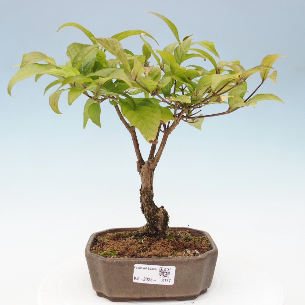 Kültéri bonsai - Callicarpa japonica