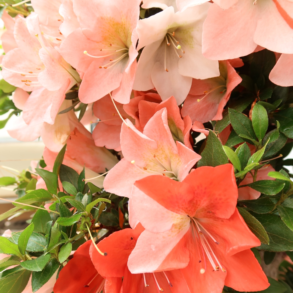 Kültéri bonsai - Japán azálea - Azalea Sansai