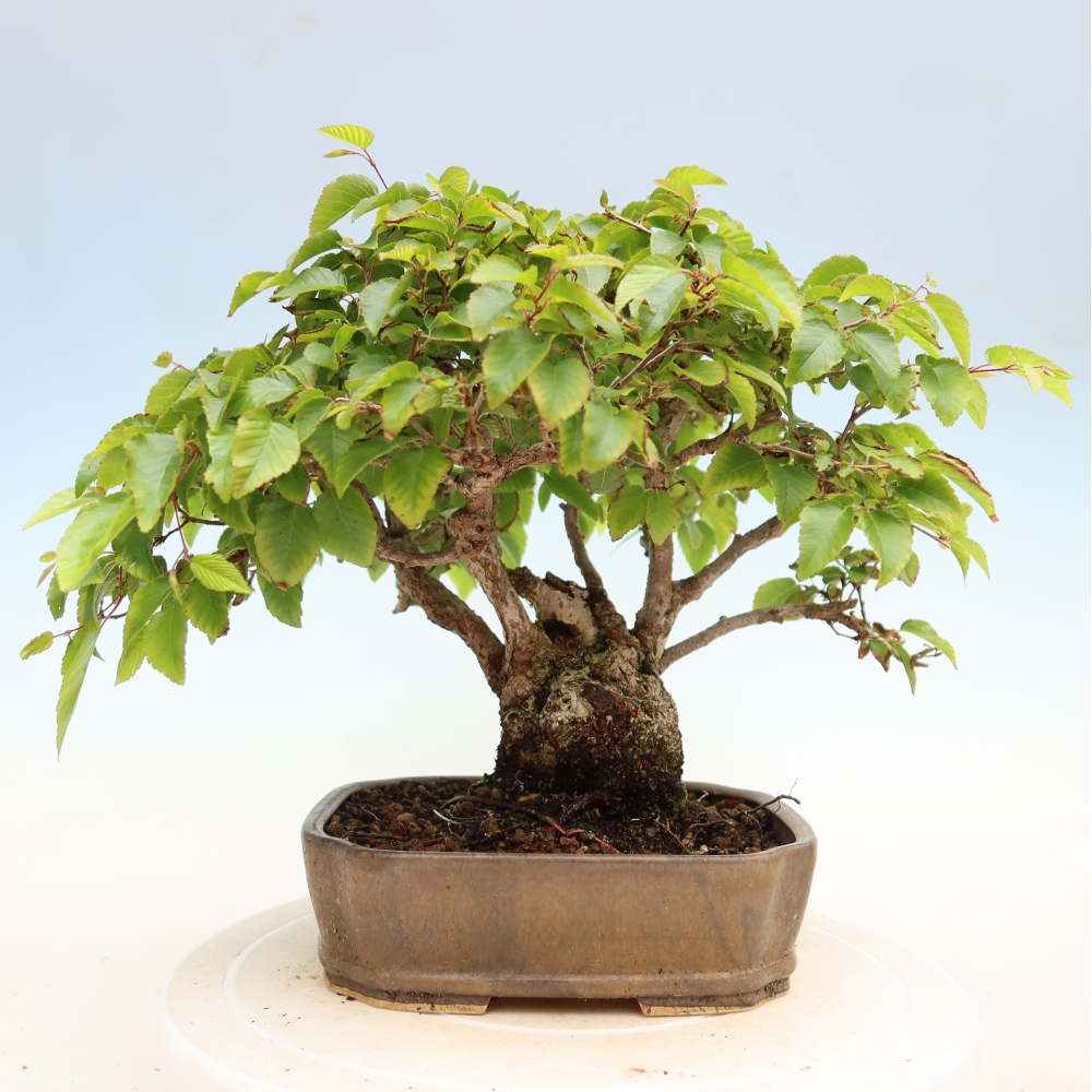 Kültéri bonsai -Carpinus Coreana - Koreai gyertyánfa