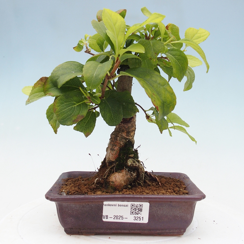 Kültéri bonsai - Celastrus orbiculatus