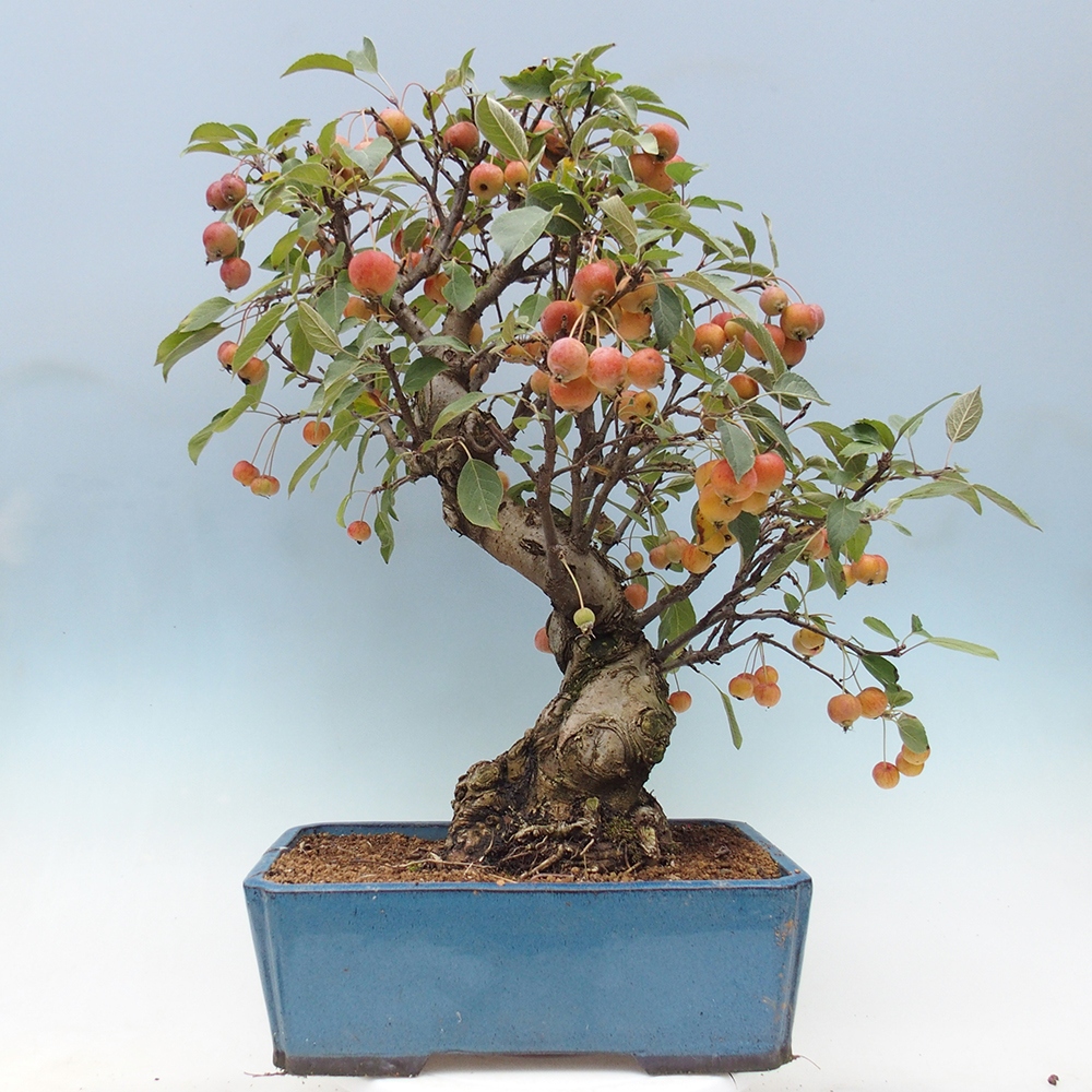 Kültéri bonsai -Malus halliana - Kis gyümölcsű almafa
