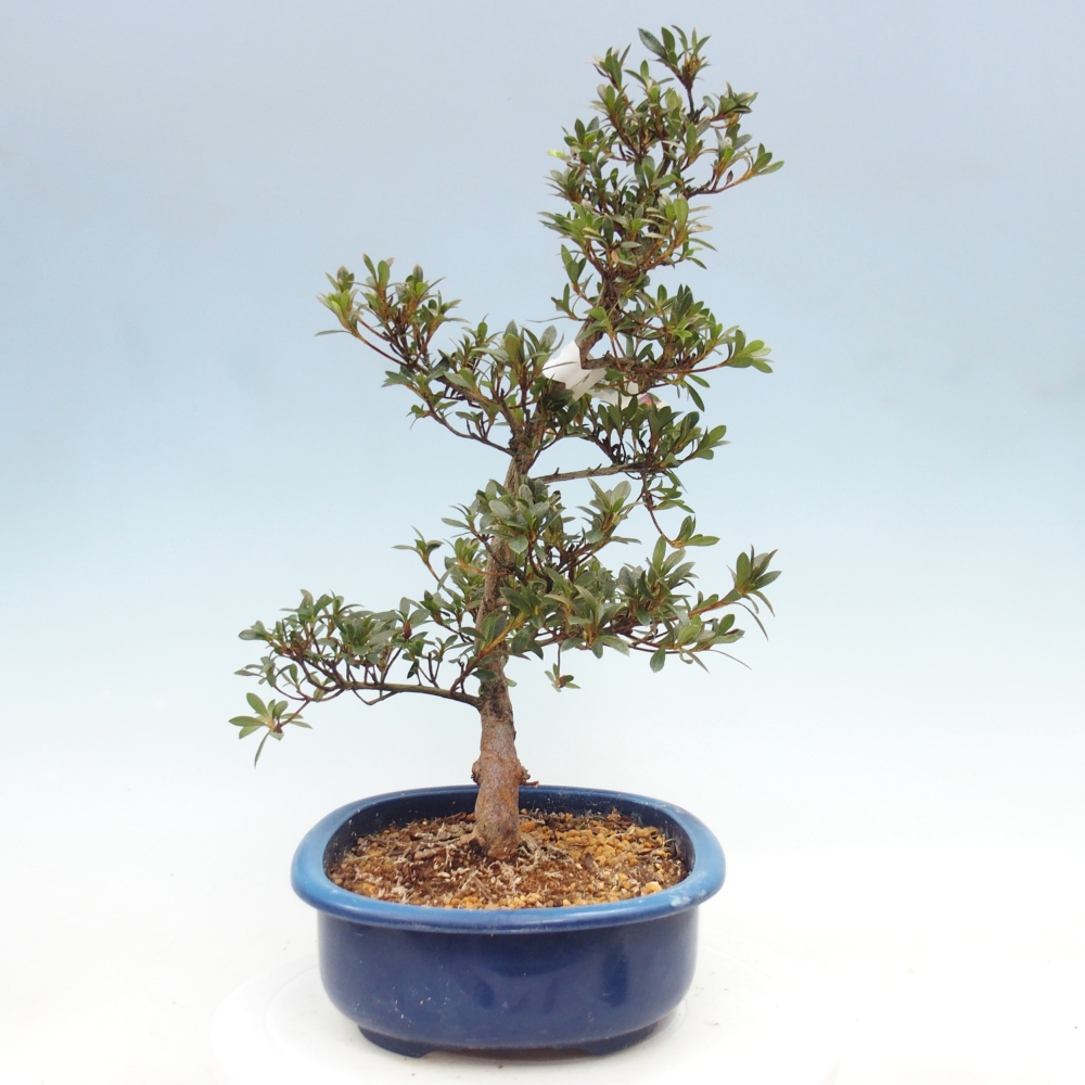 Kültéri bonsai - Japán azálea - Azalea Beniko