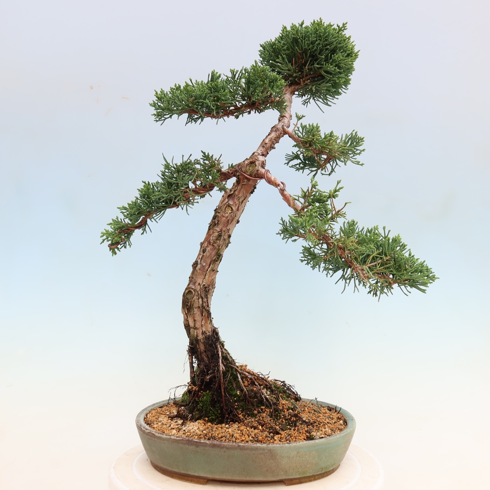 Kültéri bonsai - Juniperus chinensis Kishu