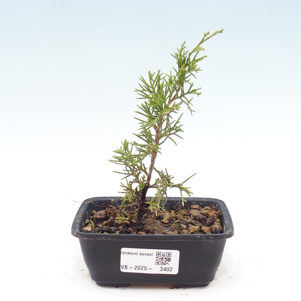 Kültéri bonsai - Juniperus chinensis Itoigawa
