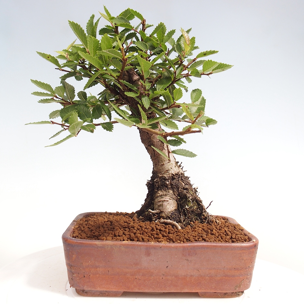 Kültéri bonsai - Zelkova - Zelkova NIRE